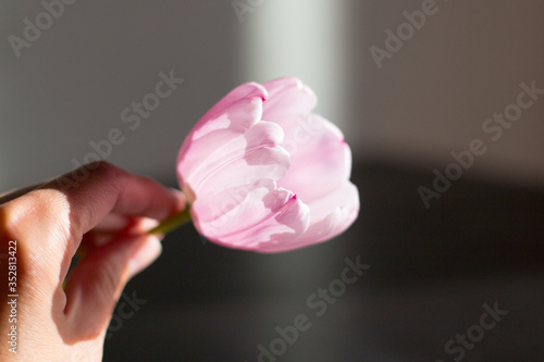 Hand holds rose tulip