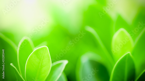 Closeup of beautiful nature view of green leaf on blurred greenery background in garden with copy space using as background natural green plants landscape, ecology, fresh wallpaper concept.