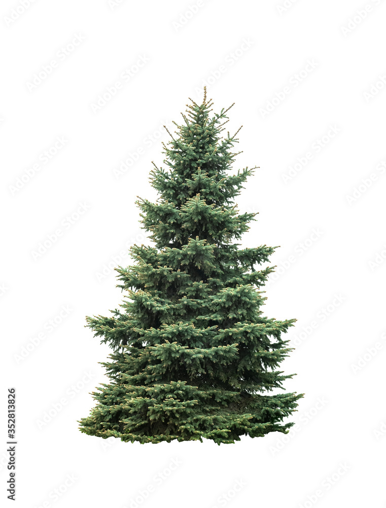 Big green fir tree isolated on white background