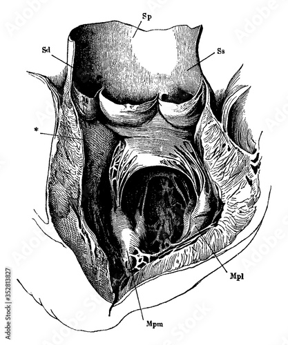 Aorta, vintage illustration.