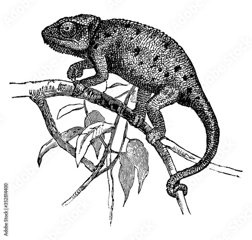 Chameleon/Chamæleon vulgaris, vintage illustration photo