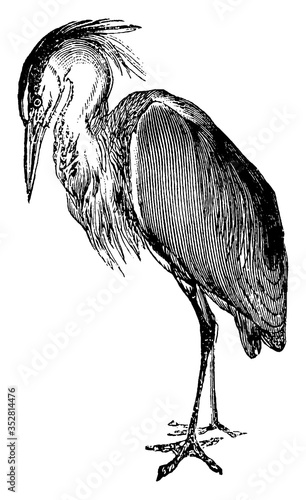 Heron, vintage illustration.