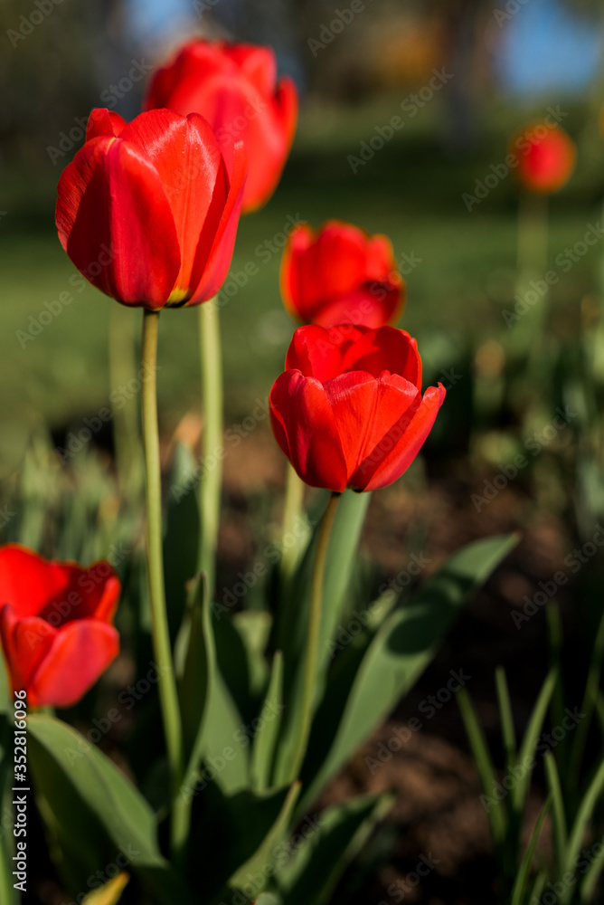 Fototapeta premium Fresh beautiful yellow, orange, red and other colors tulip flowers. Many tulips on the flower bed in the garden. Tulip season. Tulip blooming in garden. Selective soft focus. Floral spring background