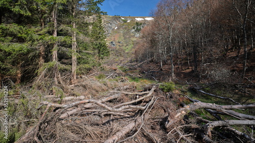 Fallen trees in avalanche area, Velky Kotel, Jeseniky mountains,Czech Republic