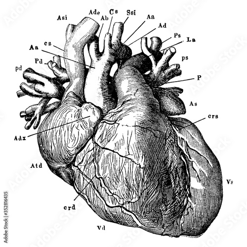 Heart, vintage illustration.