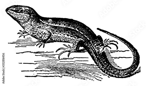 Lizard, vintage illustration.