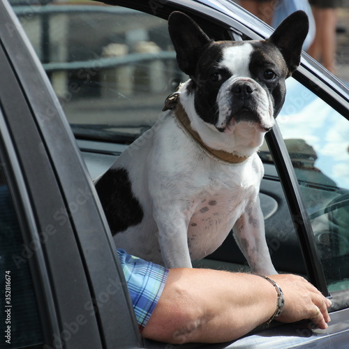 Fototapeta Naklejka Na Ścianę i Meble -  Bulldogge auf dem Beifahrersitz im Auto schaut nach draußen