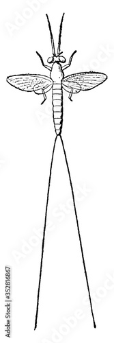 Mayfly, vintage illustration.