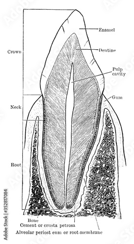 Structure of Canine Tooth, vintage illustration.