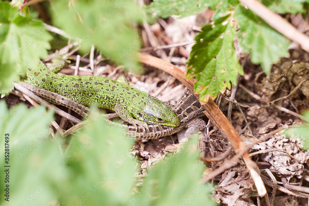 Little green lizard holds the tail of brown lizard mating game Little green lizard holds the tail of brown lizard mating game