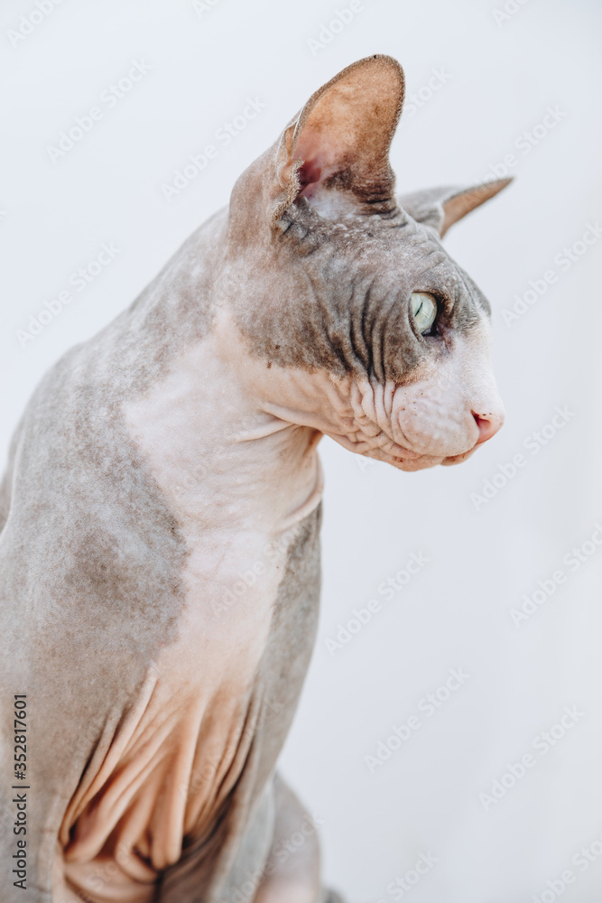 sphynx cat  looking right