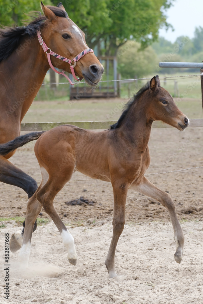 Little brown foal, trosts next to the mother, one week old, during the day with a countryside landscape Little brown foal, trosts next to the mother, one week old, during the day with a countryside landscape