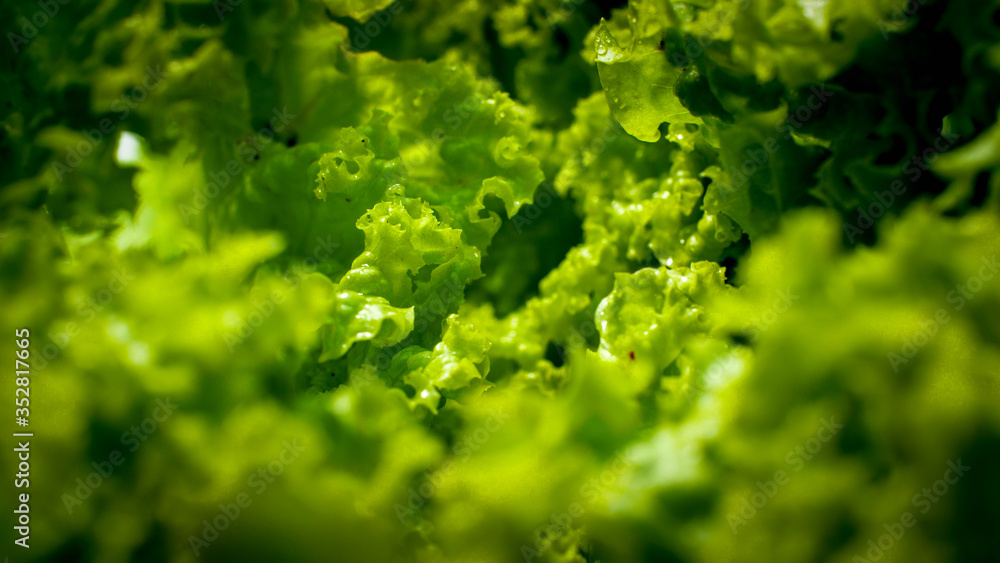 Closeup photo of wet lettuce leaves. Background for healthy food and GMO free products.Diet nutrition and fresh vegetables Closeup photo of wet lettuce leaves. Background for healthy food and GMO free products.Diet nutrition and fresh vegetables