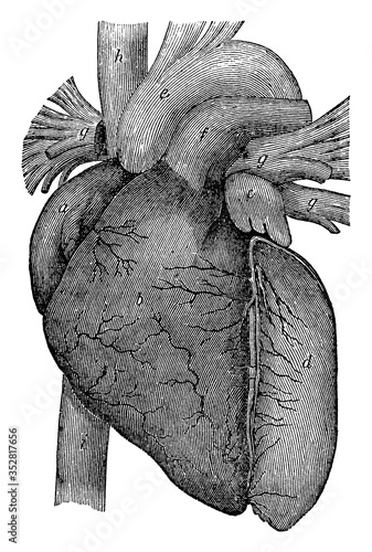 Structure Of Heart, vintage illustration.