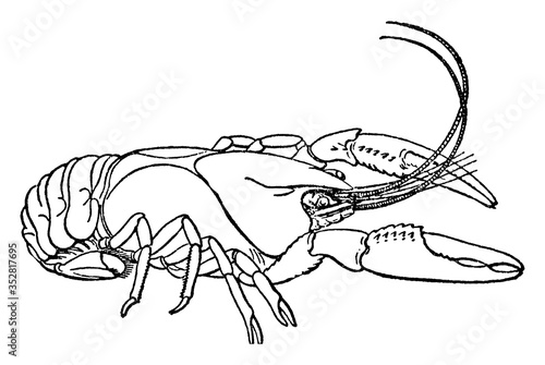 Crayfish/crawfish/crawdads, vintage illustration.