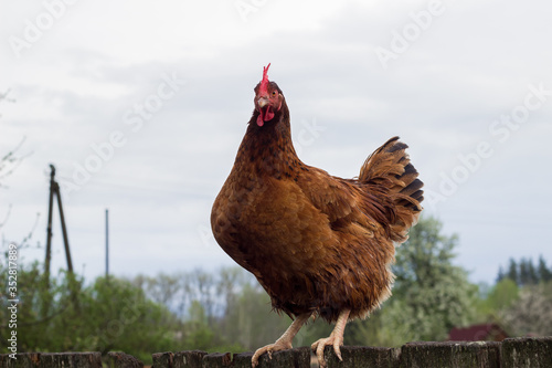 Brown chicken in the yard near the house in the village. The natural environment of poultry. Pecking the grain. Housekeeping.