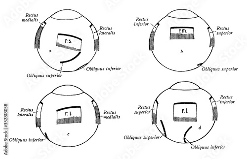 Muscles of the Eye, vintage illustration.