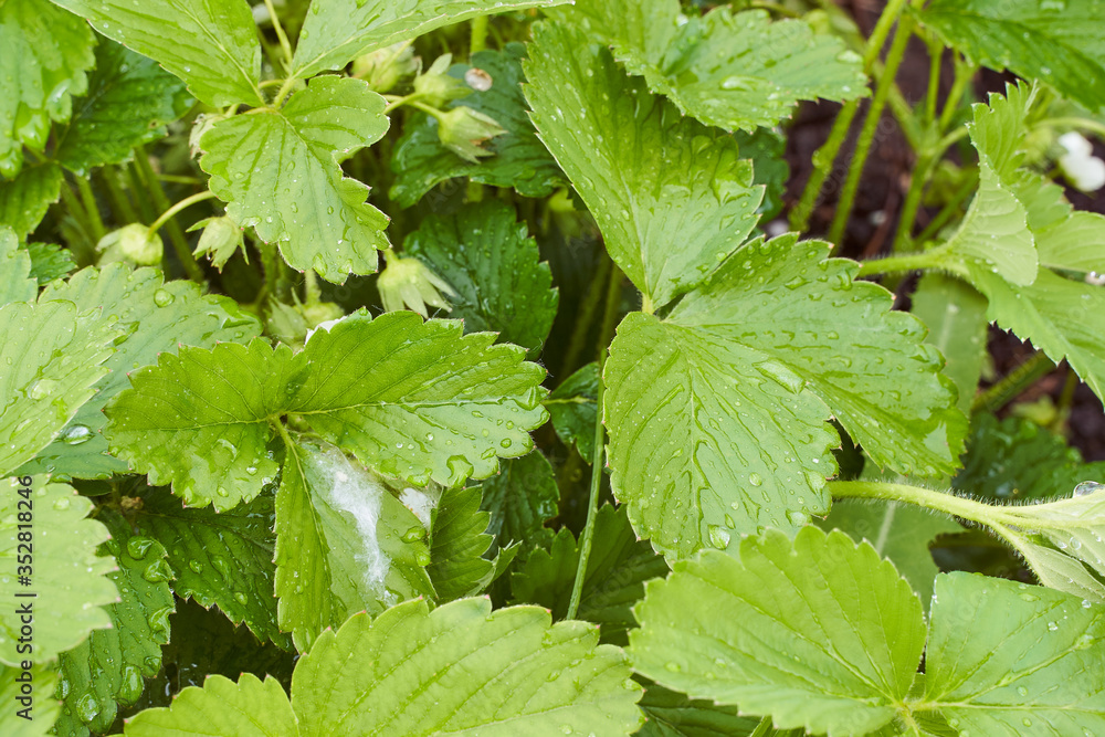 green strawberry leaves with drops of water from the rain green strawberry leaves with drops of water from the rain