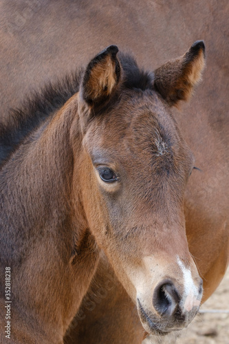 Close-up of a little brown foal,horse standing next to the mother, during the day with a countryside landscape