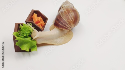 Funny Achatina snail eats cabbage from the trough on a white background. The concept of proper healthy nutrition. photo