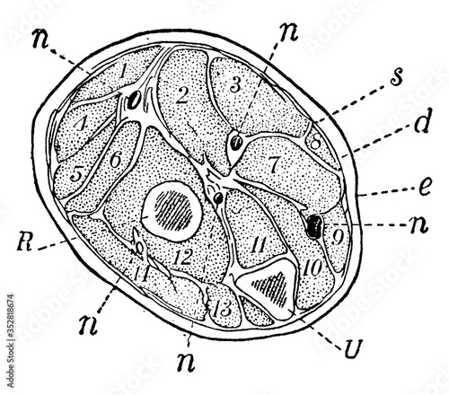 Forearm, Section of, vintage illustration