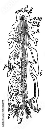 Copepod, vintage illustration.