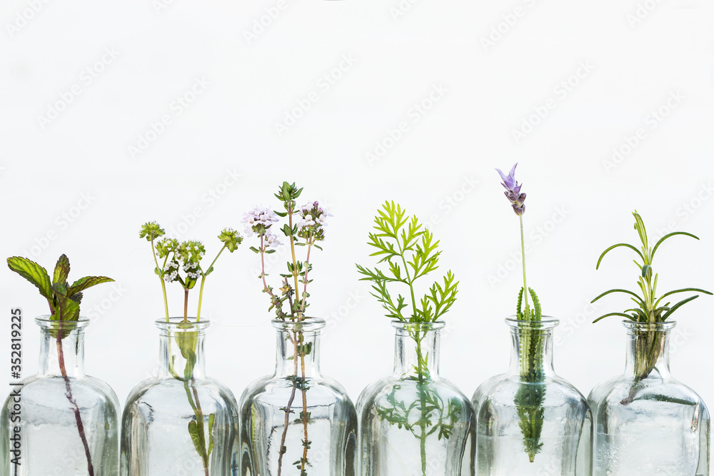 Naklejka Bottle of essential oil with herbs lavender flower, rosemary ,flower of canons,thyme and peppermint set up on white background.