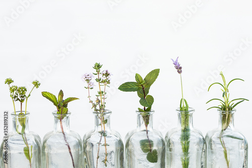 Bottle of essential oil with herbs lavender flower, rosemary ,flower of  canons,thyme, mint and peppermint set up on white background.