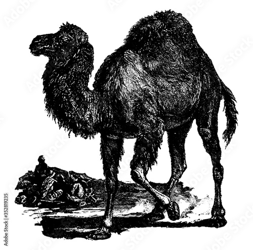 Dromedary or Arabian Camel, vintage illustration.