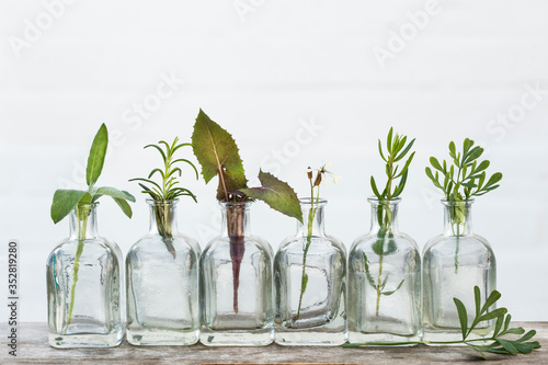 Bottle of essential oil with herbs  sage, rosemary, lavender flower, Rue herb ,flower of arugula ,thyme and dandelion set up on white background.