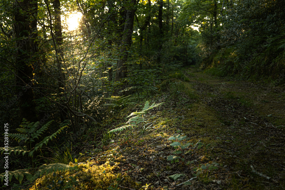 Fototapeta premium light shining through wood onto a fern at Trenant Woods