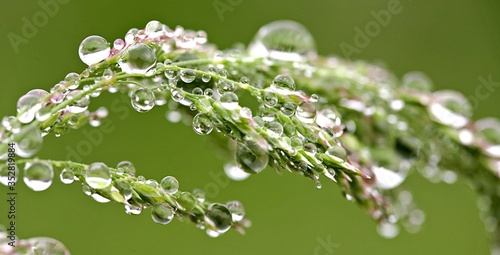 Nature humide gouttes d'eau macro