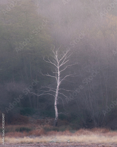 
A lonely birch tree on a winter morning.