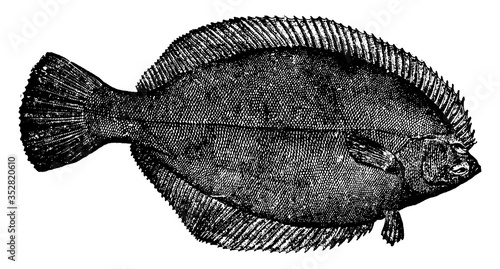 Flounder, vintage illustration.
