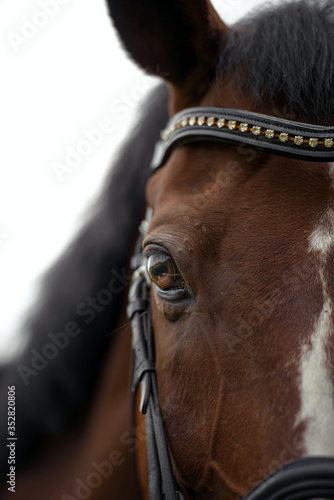 Horse's eye. Horse's head in the bridle close-up.
