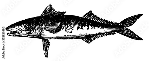 Mackerel, vintage illustration. photo