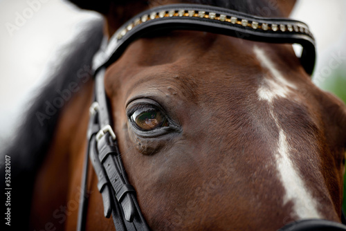 Horse s eye. Horse s head in the bridle close-up.