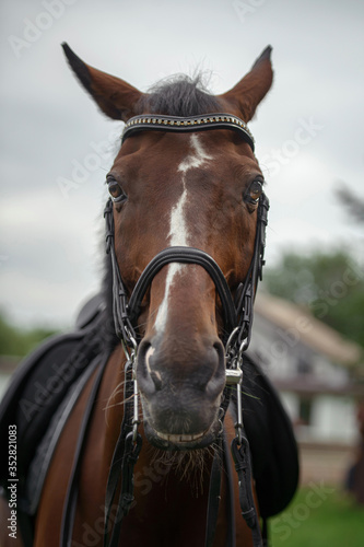 Horse's eye. Portrait of a horse in a bridle close-up.