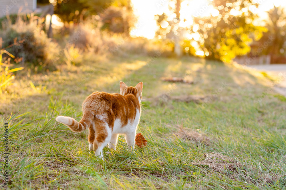Ginger cat stalking just before sunset Ginger cat stalking just before sunset