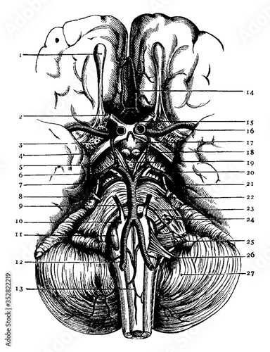 Base of the Brain, vintage illustration.