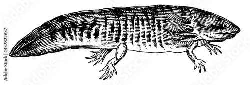 Axolotl, vintage illustration.