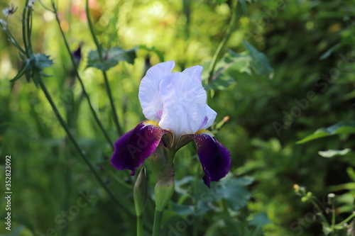 白と紫のアヤメの花