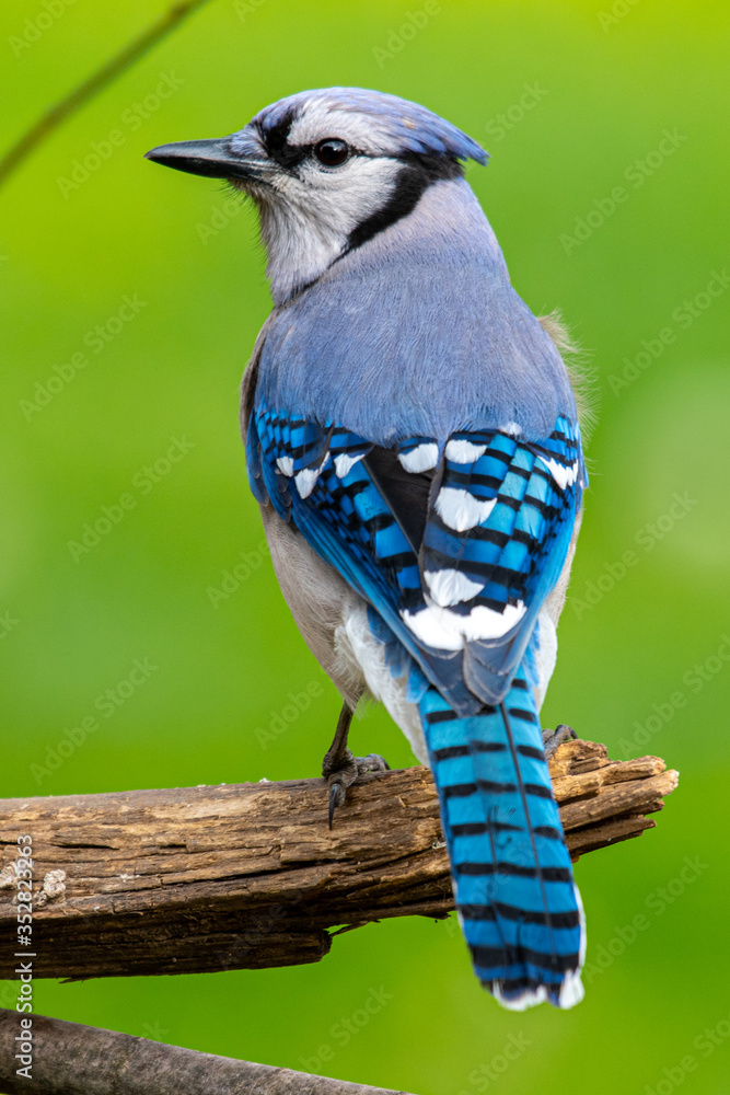 A beautiful Blue jay (Cyanocitta cristata) perches on a tree branch. A beautiful Blue jay (Cyanocitta cristata) perches on a tree branch.