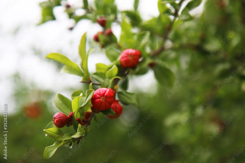 Melograno, primo piano di fiori rosso fuoco e boccioli appena sbocciati