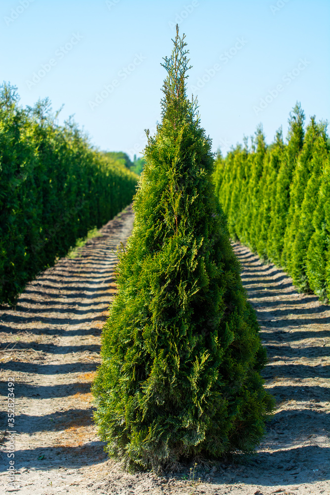 Obraz premium Plantation with rows of thuja, coniferum, cyprus, pine trees in different shapes