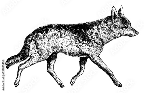 Jackal, vintage illustration.