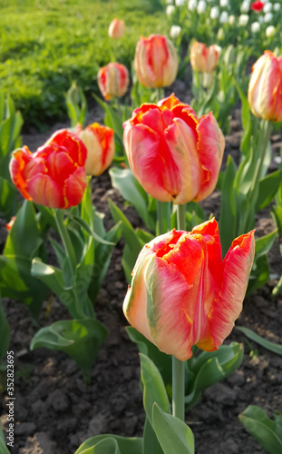 Beautiful bright colorful tulips in the spring garden