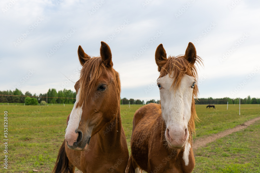 Obraz premium Several brown horses in the pasture