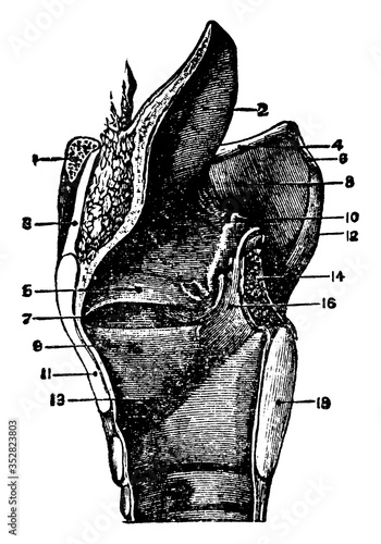 The Epiglottis, vintage illustration.