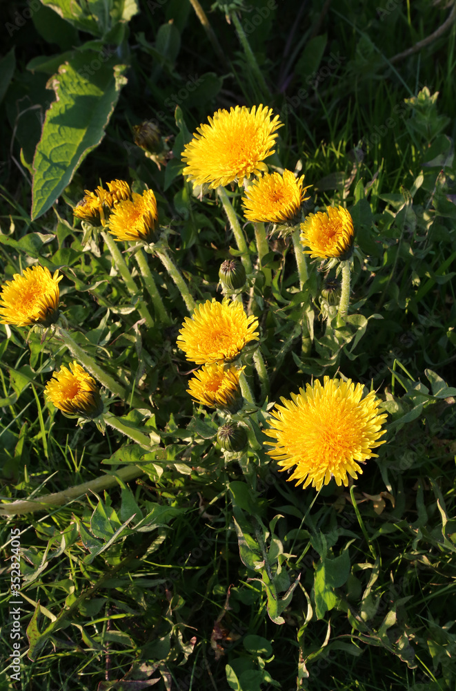 Bright yellow dandelions blooming in spring Bright yellow dandelions blooming in spring